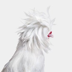 Randal Ford - Bantom White Polish Hen No. 1 su bianco, 2024, Stampato Dopo