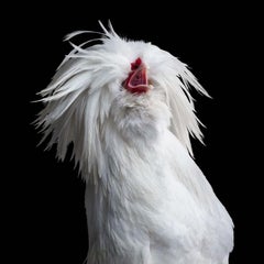 Randal Ford - Bantom Weiße polierte Hen Nr. 2 auf Schwarz, 2024, gedruckt nach