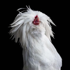 Randal Ford - Gallina blanca polaca nº 2 sobre negro, 2024, Impreso después de