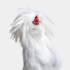 Randal Ford - Bantom White Polish Hen No. 2 on White, 2024, Printed After