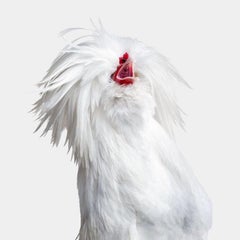 Randal Ford - Hen n° 2 sur blanc « Bantom White Polish », 2024, imprimé d'après