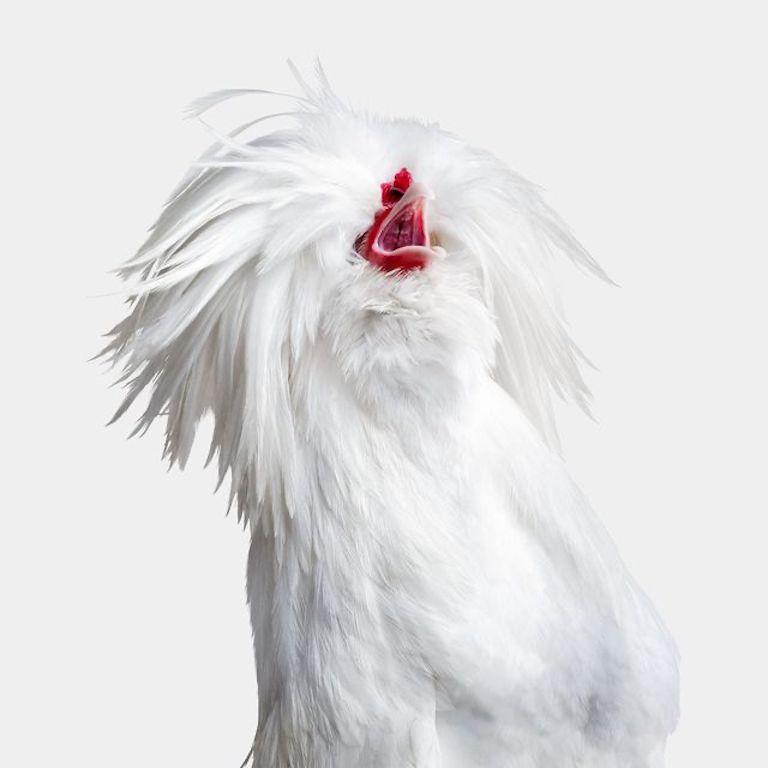 Randal Ford - Hen n° 2 sur blanc « Bantom White Polish », 2024, imprimé d'après