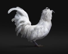 Randal Ford - Bantom Weiße polierte Hen Nr. 3 auf Schwarz, 2024, gedruckt nach