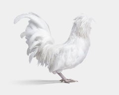 Randal Ford - Bantom White Polish Hen No. 3 on White, 2024, Printed After