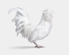 Randal Ford - Gallina blanca polaca nº 3 sobre blanco, 2024, Impreso después de
