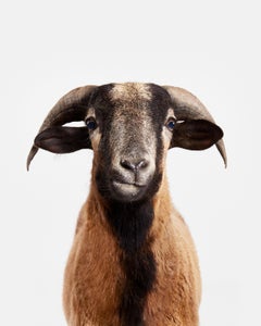 Randal Ford - Barbados Black Belly Sheep, Photography 2018, Printed After