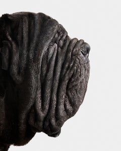 Randal Ford - Barbaro n° 1, photographie 2020, imprimée d'après