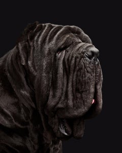 Randal Ford – Barbaro No. 2, Fotografie 2020, Nachdruck