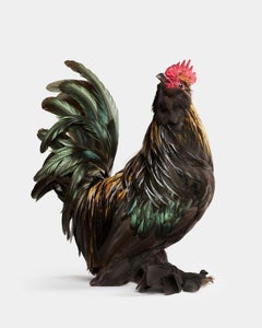Randal Ford - Barbu d’Uccle Rooster, Photography 2024, Printed After