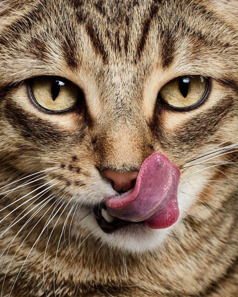 Randal Ford - Barn Cat, Photography 2024, Printed After