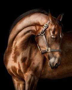 Randal Ford - Bay Arabian Horse No. 1, Fotografie 2024, Druck nach