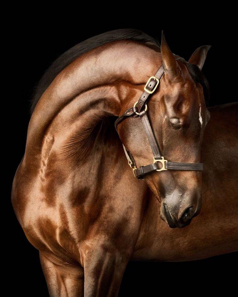 "Having tragically lost her mother and, soon after, her right eye, Ravioli has been no stranger to hardship. Despite her disability, this brave beauty has exceeded everyone’s expectations and gone on to win many prestigious championships across the
