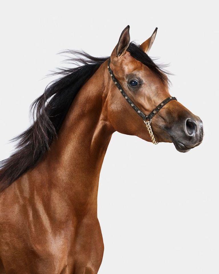 "Les chevaux arabes sont largement considérés comme l'une des plus belles races au monde, prisés pour leur esthétique anguleuse, leur robe chatoyante et leurs traits étonnants. Alianna ne fait pas exception à la règle. Elle a incarné la force,