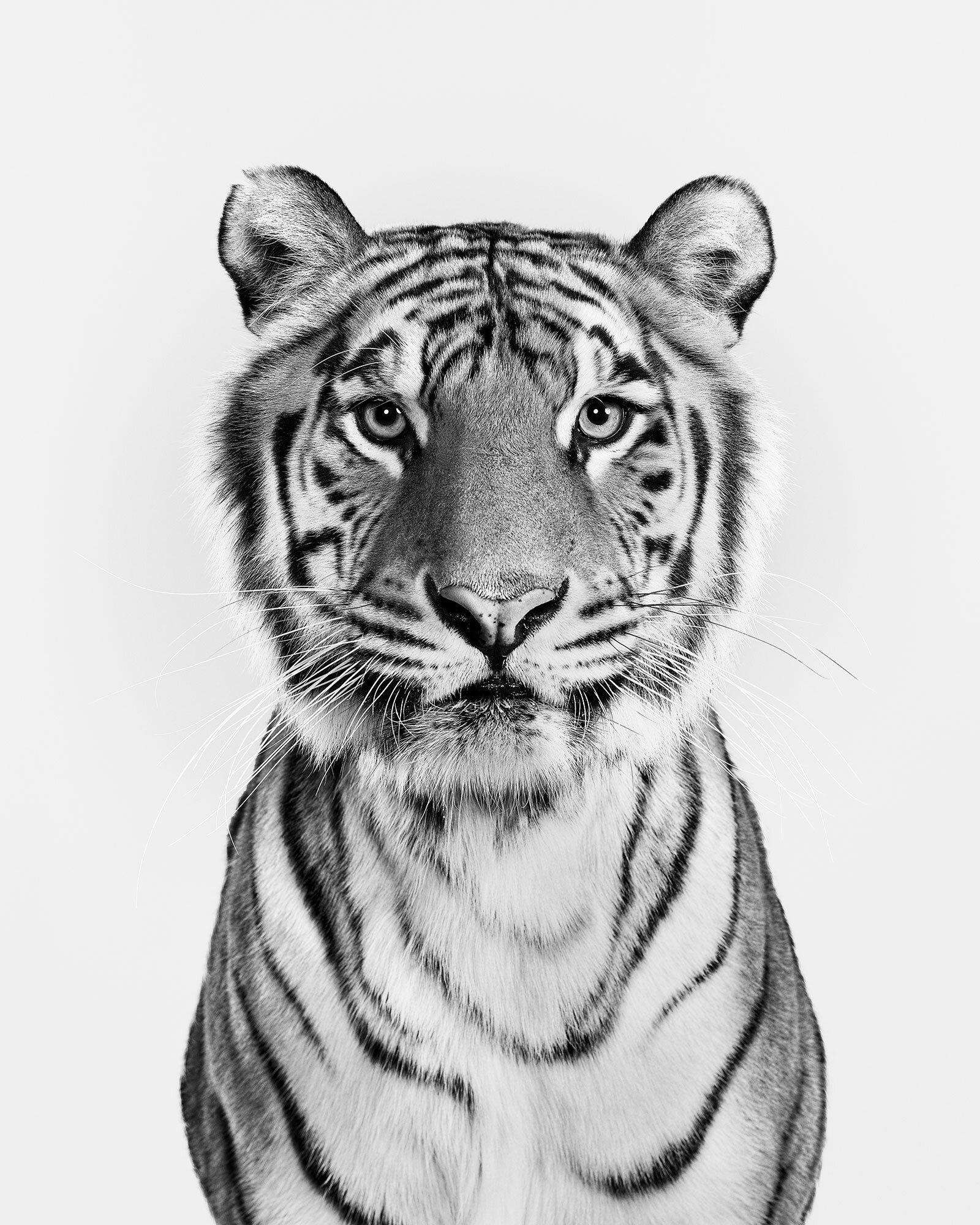 Available Sizes:
37.5 x 30 in Edition of 15
50 x 40 in Edition of 10
60 x 48 in Edition of 5

Shika was my first large cat to photograph in studio.  Large cats in studio are an experience unlike anything else. The combination of power and grace is