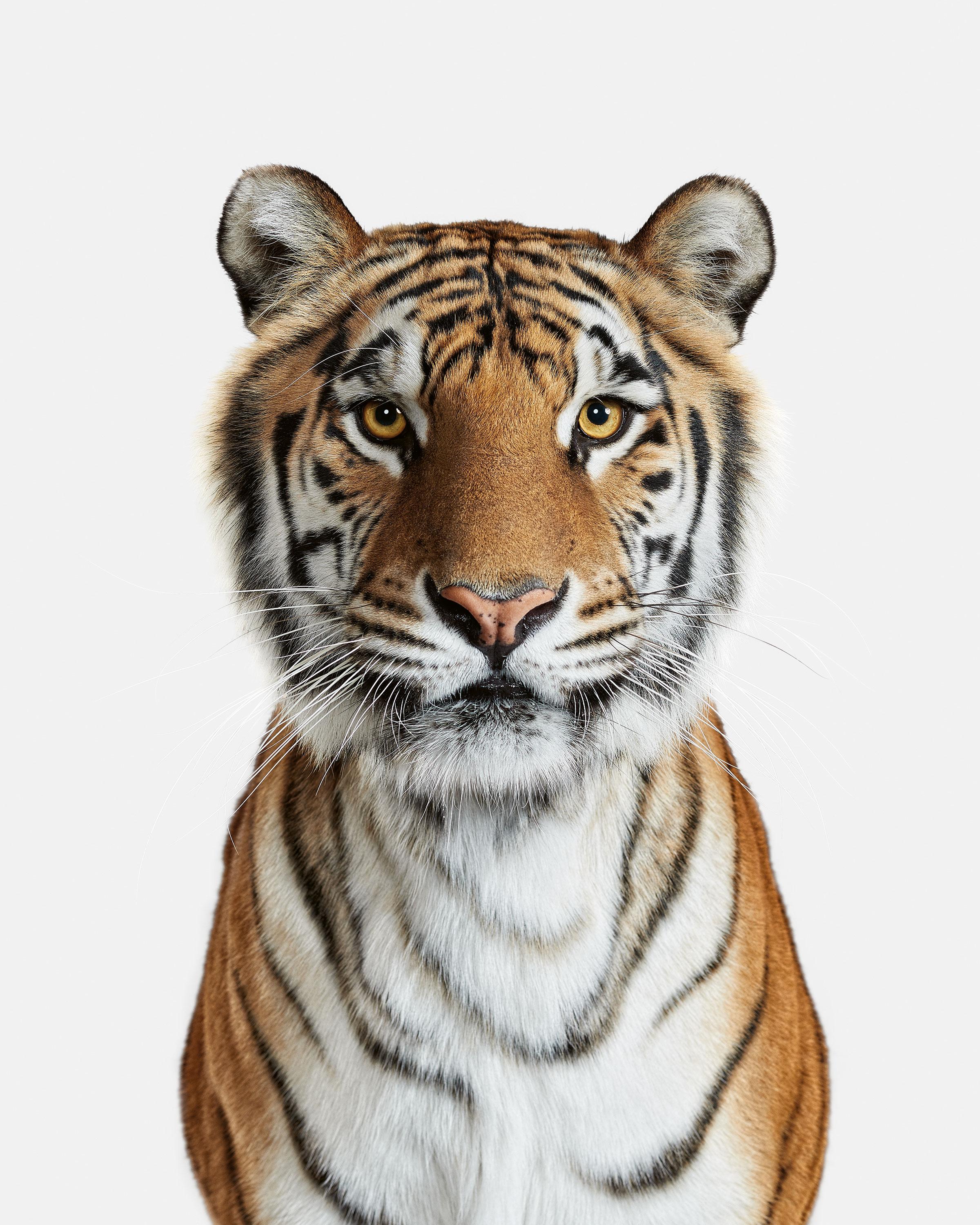 Randal Ford - Bengal Tiger No. 1, Photography 2018, Printed After