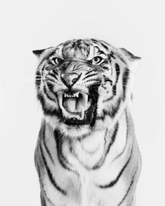 Randal Ford - Bengal Tiger n° 2 (BW), photographie 2024, imprimée d'après