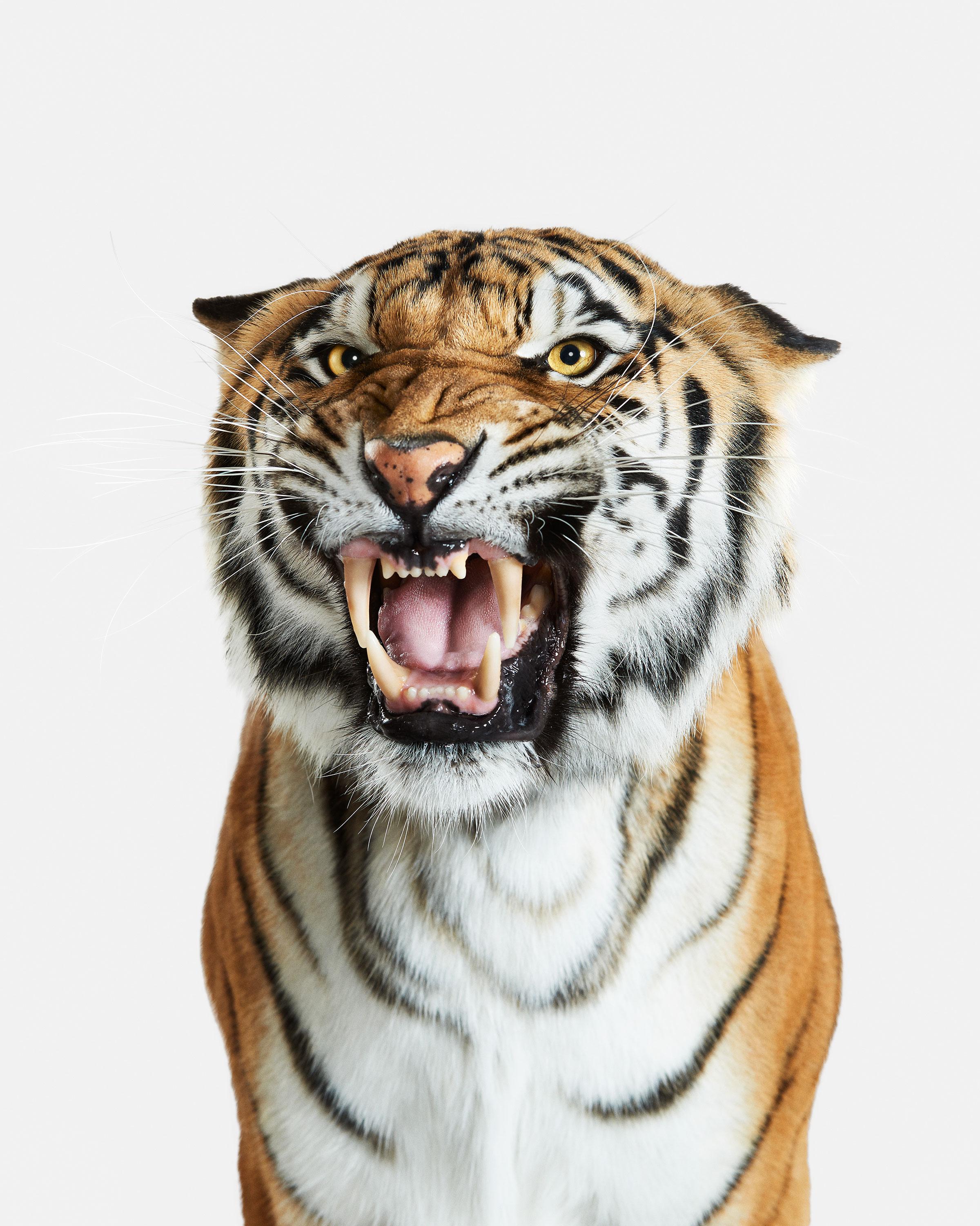Randal Ford - Bengal Tiger n° 2, photographie de 2018, imprimée d'après