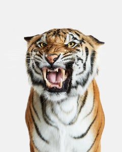 Randal Ford - Bengal Tiger No. 2, Photography 2018, Printed After