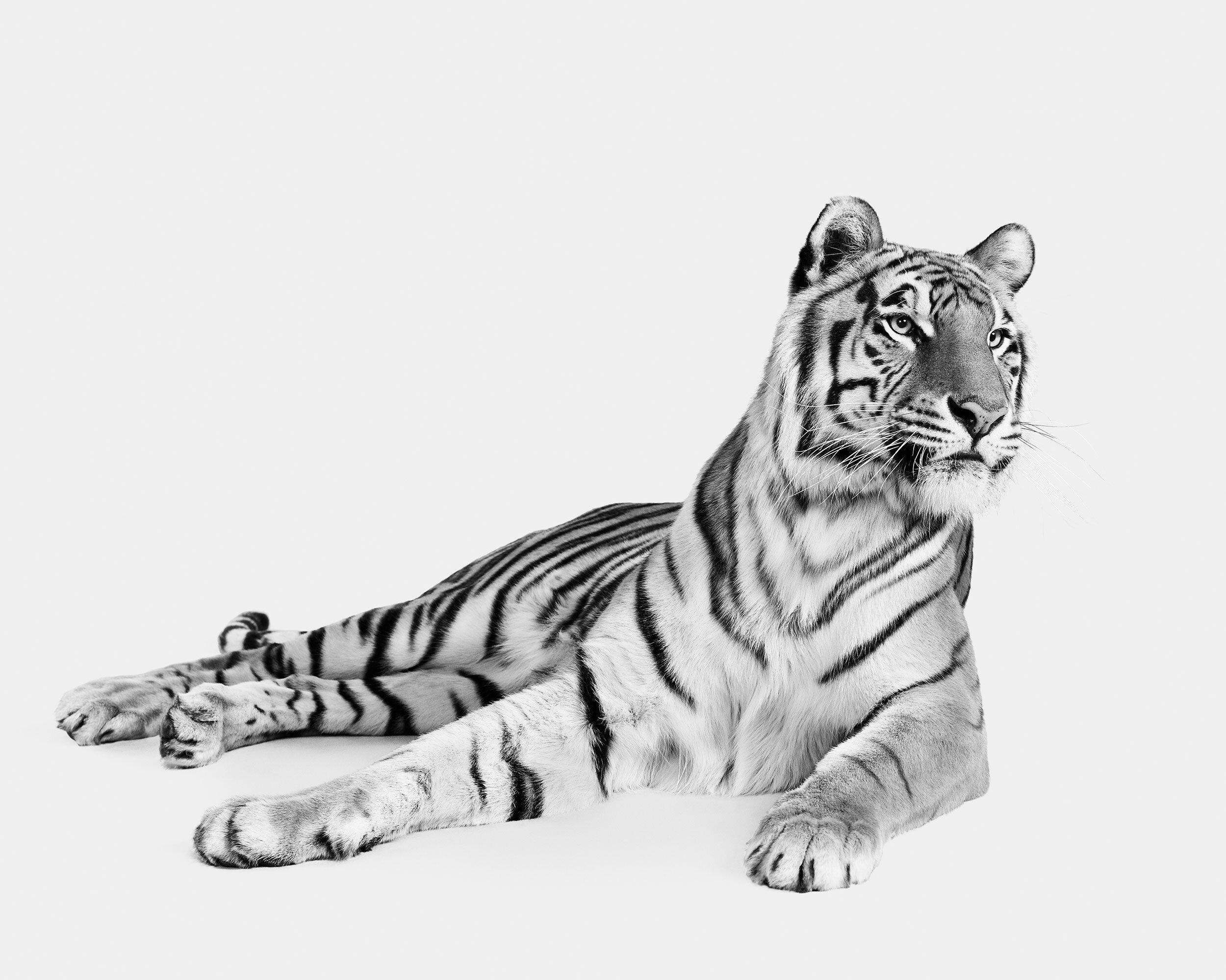 Available sizes:
30" x 37.5" Edition of 15
40" x 50" Edition of 10
48" x 60" Edition of 5

Shika was my first large cat to photograph in studio.  Large cats in studio are an experience unlike anything else. The combination of power and grace is