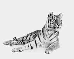 Randal Ford - Bengal Tiger n° 3 (BW), photographie 2024, imprimée d'après