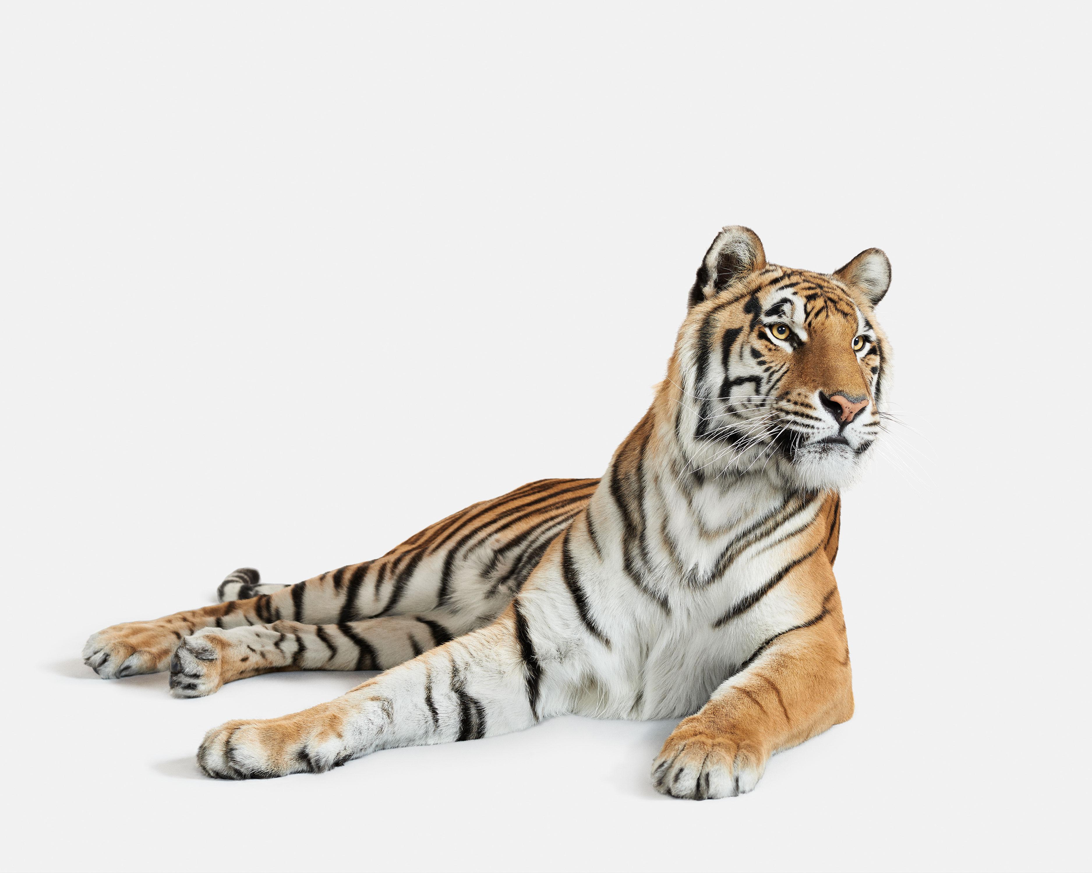 Randal Ford - Bengal Tiger n° 3, photographie de 2018, imprimée d'après