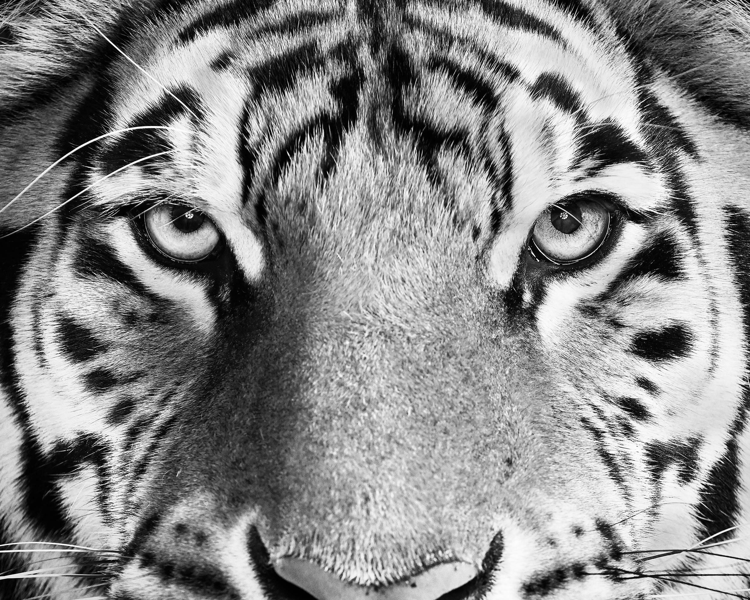 Randal Ford - Bengal Tiger n° 4 (BW), photographie 2018, imprimée d'après