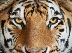 Randal Ford - Bengal Tiger No. 4, Photography 2018, Printed After