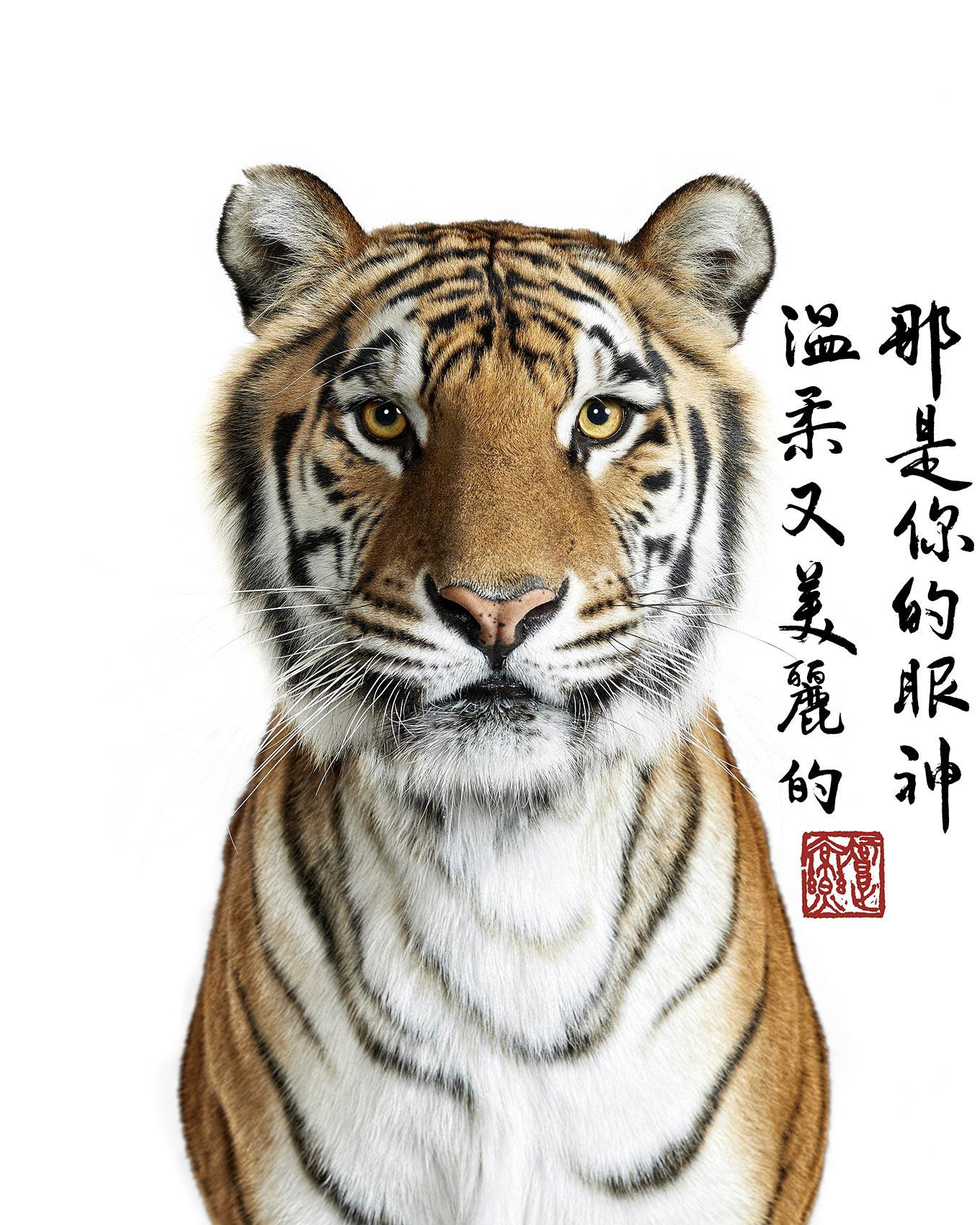 Randal Ford - Bengal Tiger, photographie 2023, imprimée d'après