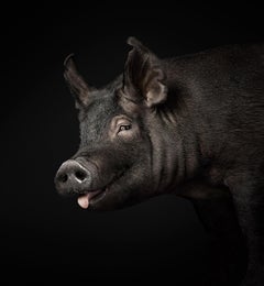 Randal Ford - Berkshire Pig, photographie 2024, imprimée d'après