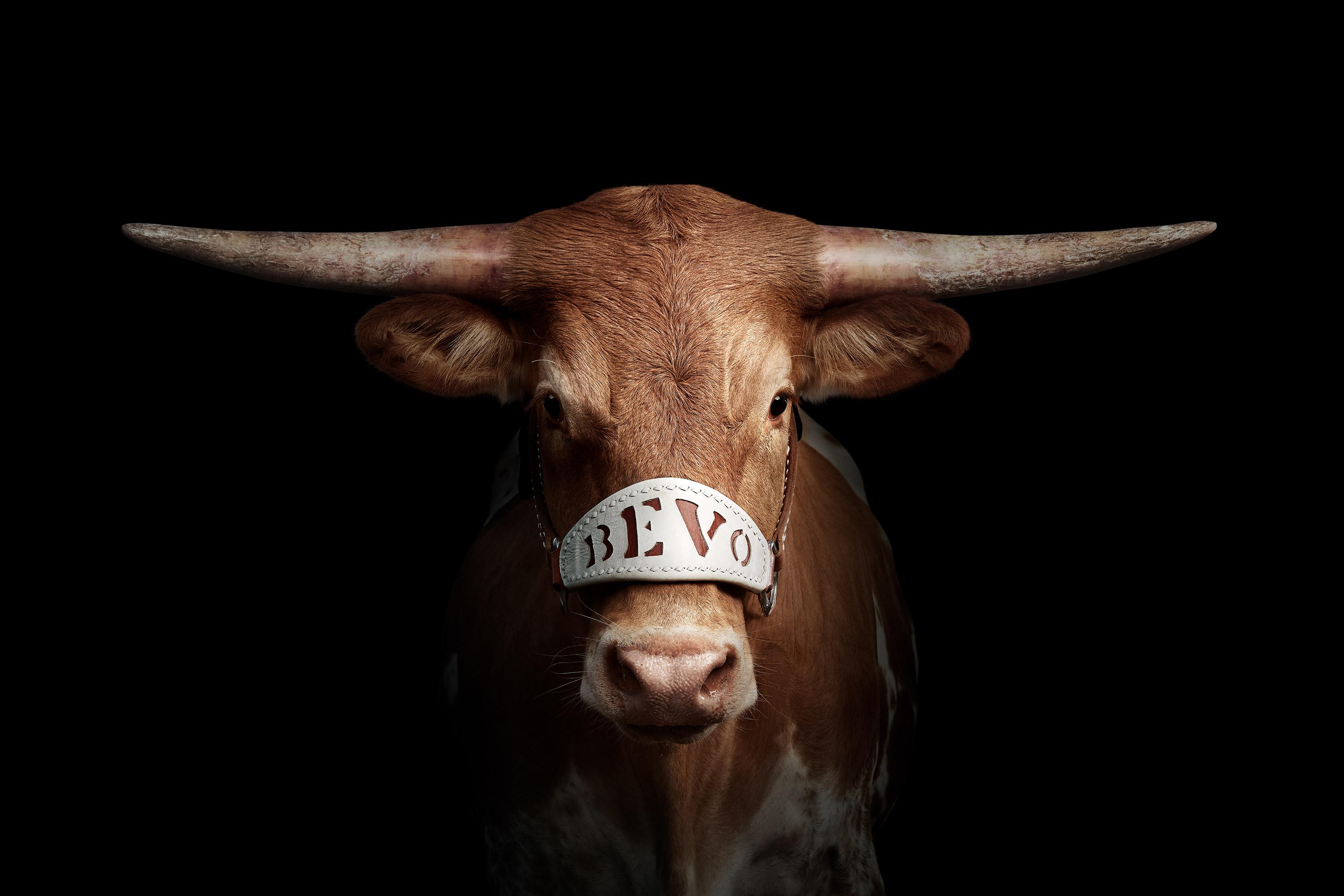 It was an honor that I had the chance to photograph University of Texas mascot, Bevo XIV when he was still alive.  So when the Alcalde, the publication of the Texas Exes, called and asked if I would be willing to photograph Bevo XV for his debut, I