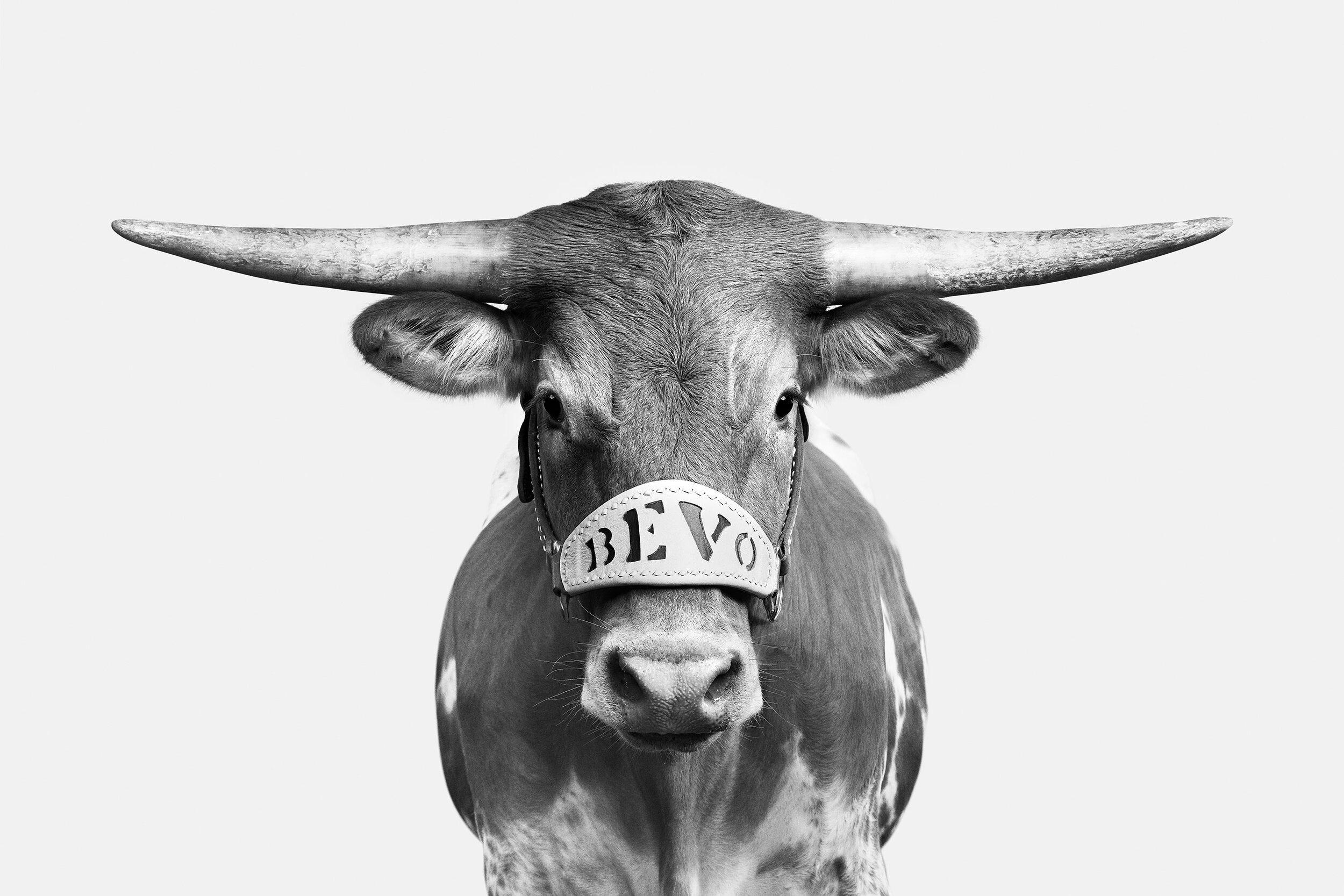 Fue un honor tener la oportunidad de fotografiar a la mascota de la Universidad de Texas, Bevo XIV, cuando aún vivía.  Así que cuando el Alcalde, la publicación de los Ex de Texas, me llamó y me preguntó si estaría dispuesta a fotografiar a Bevo XV