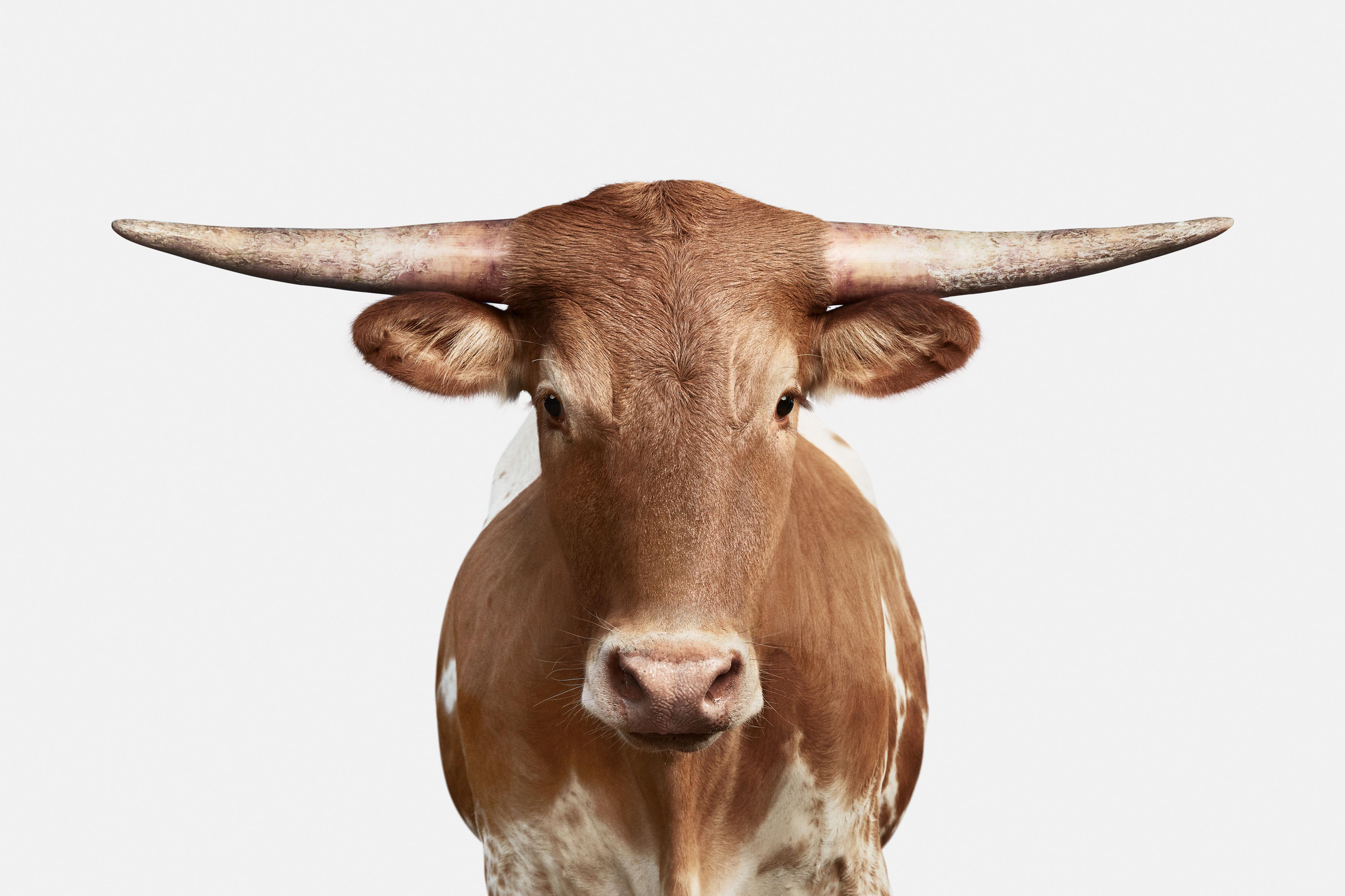 It was an honor that I had the chance to photograph University of Texas mascot, Bevo XIV when he was still alive.  So when the Alcalde, the publication of the Texas Exes, called and asked if I would be willing to photograph Bevo XV for his debut, I