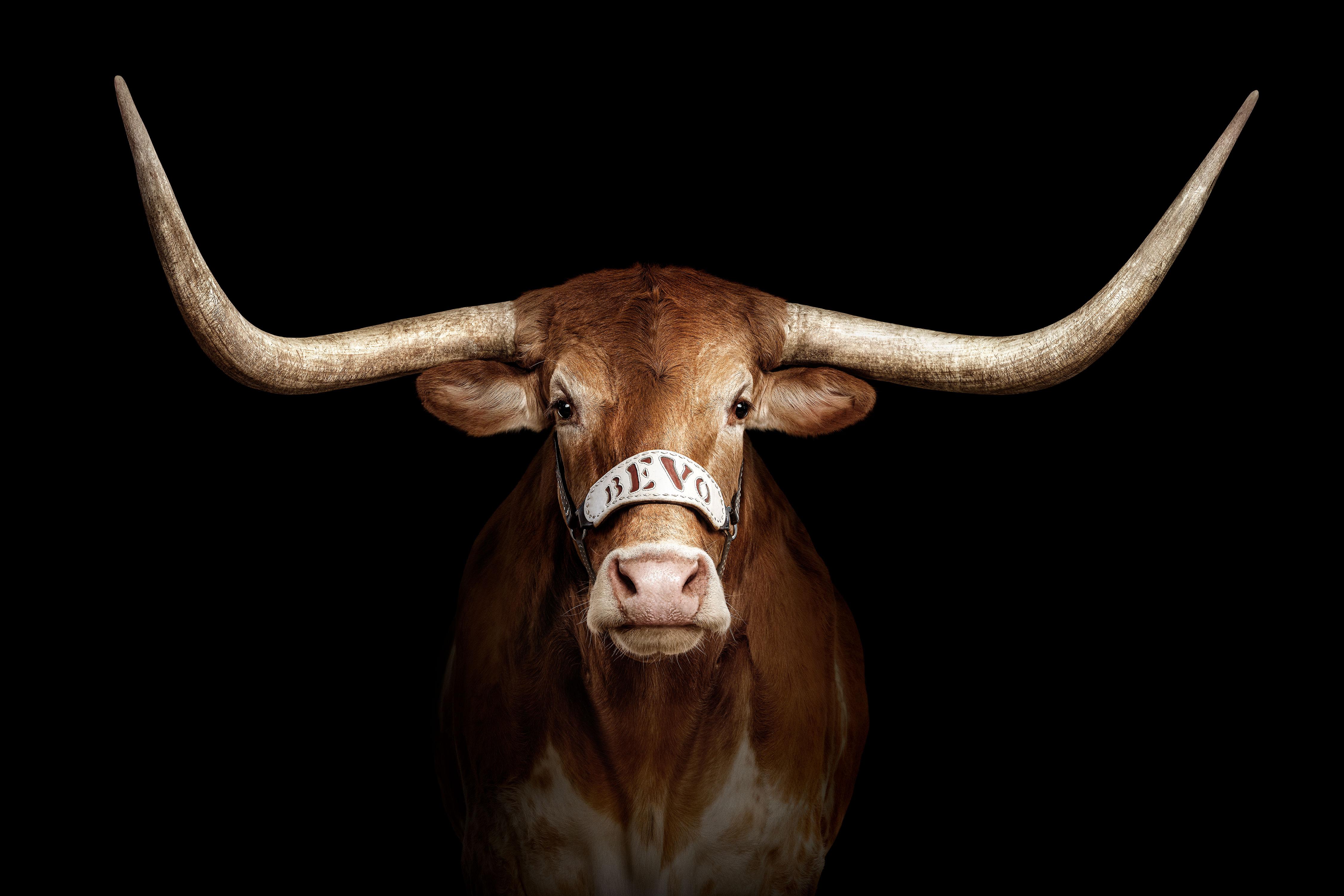 "What an honor it was to photograph the University of Texas mascot, Bevo XV, when he was a short-horned calf in 2016. At that time, I thought how great it would be if I had the opportunity to come back and photograph him after his horns grew into