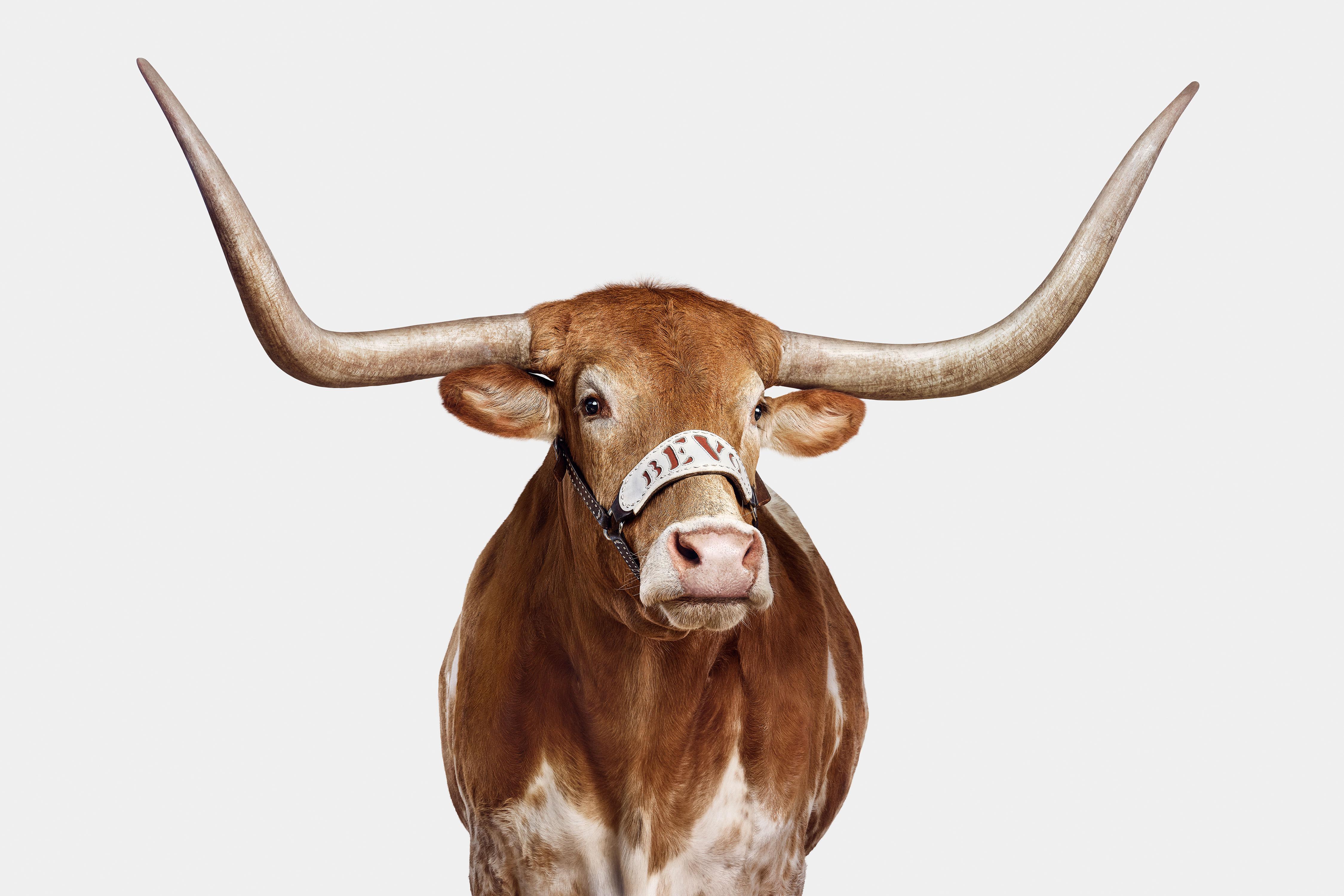 "What an honor it was to photograph the University of Texas mascot, Bevo XV, when he was a short-horned calf in 2016. At that time, I thought how great it would be if I had the opportunity to come back and photograph him after his horns grew into