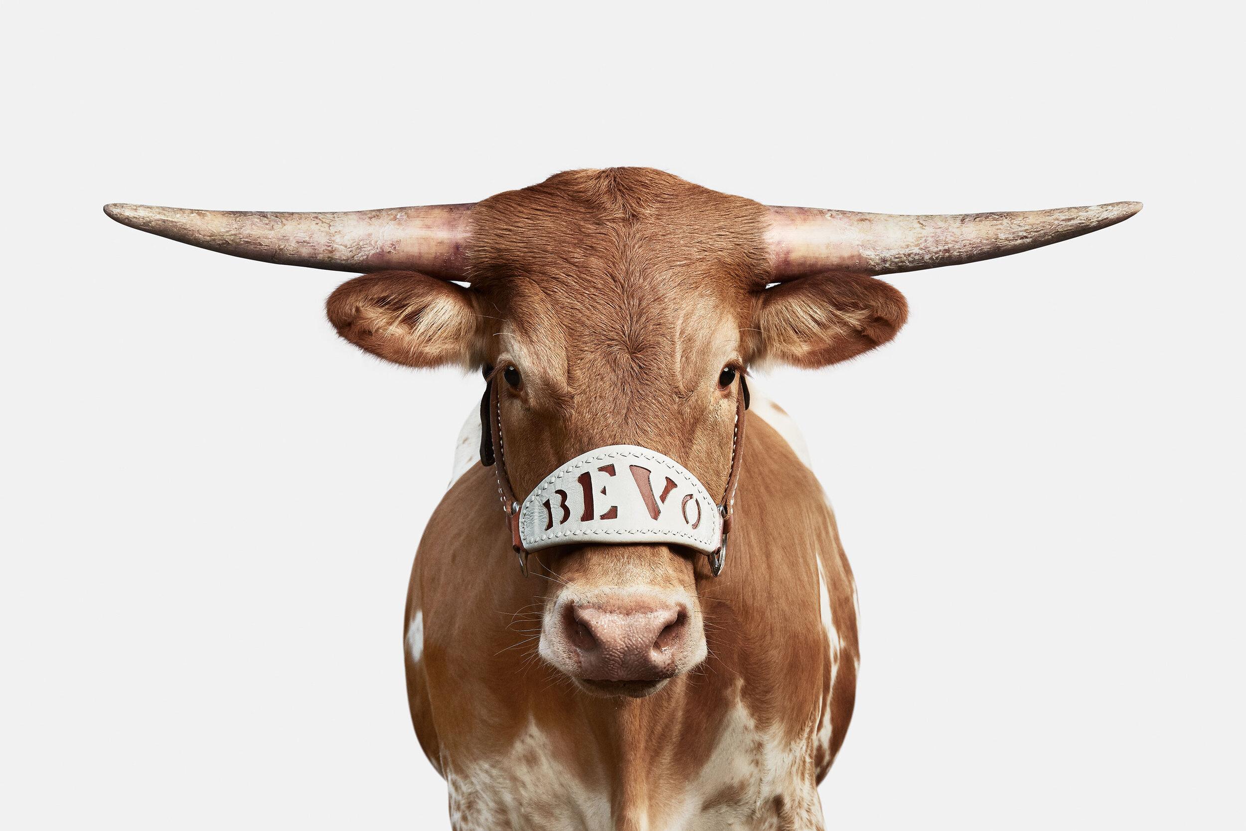 Fue un honor tener la oportunidad de fotografiar a la mascota de la Universidad de Texas, Bevo XIV, cuando aún vivía.  Así que cuando el Alcalde, la publicación de los Ex de Texas, me llamó y me preguntó si estaría dispuesta a fotografiar a Bevo XV