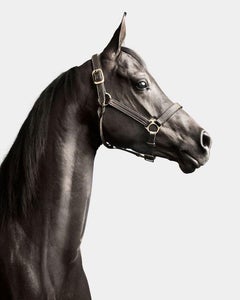 Randal Ford – Schwarzes arabisches Pferd Nr. 1, Fotografie 2024, gedruckt nach