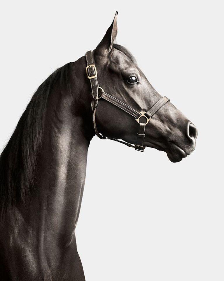 "S" significa Suzie, pero ese día también significaba asustadiza. Aunque es habitual que los caballos sean un poco nerviosos, sabíamos que esta belleza negra tenía mucha energía y era muy propensa a la excitación. Mantener a Suzie tranquila y cómoda