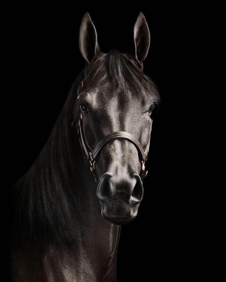 Randal Ford - Black Arabian Horse No. 2, Photographie 2024, Imprimé d'après