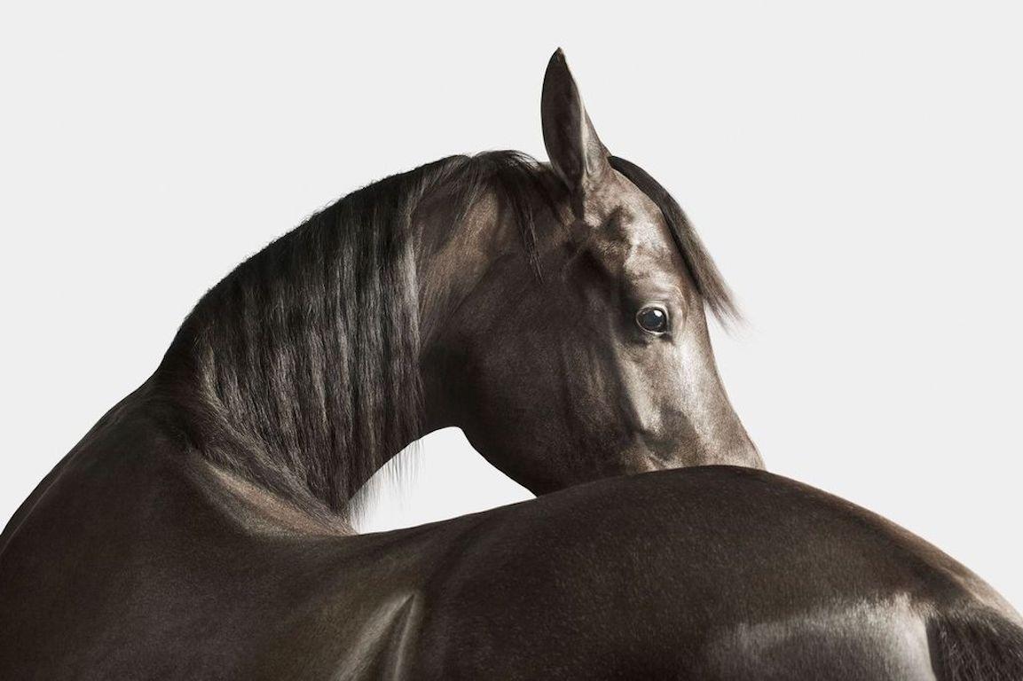 Randal Ford - Cheval arabe noir n° 3, Photographie 2024, Impression d
après