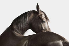 Randal Ford - Cheval arabe noir n° 3, Photographie 2024, Impression d
après