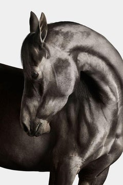 Randal Ford - Cheval arabe noir n° 4, Photographie 2024, Imprimé d'après