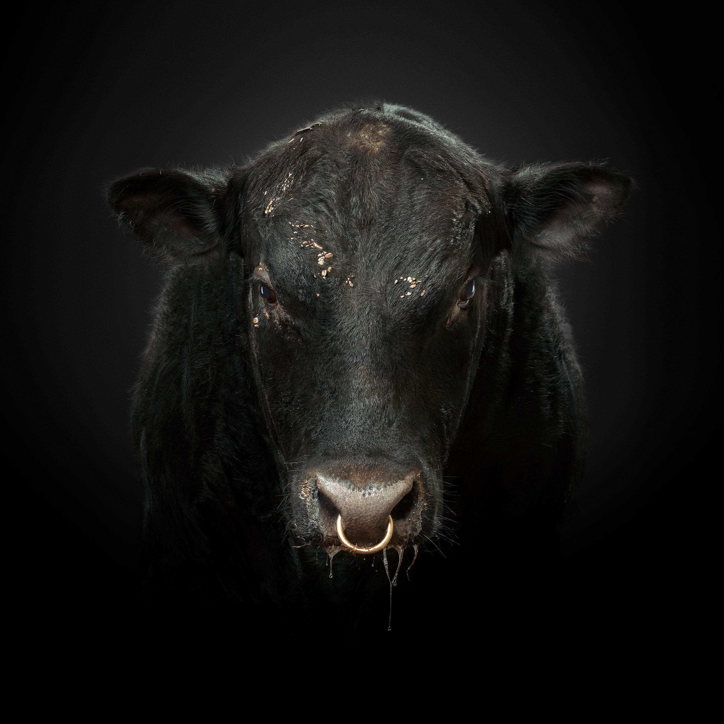 Randal Ford - Black Bull n° 1, photographie de 2018, imprimée d
après