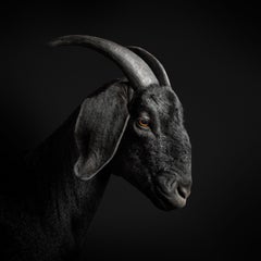 Randal Ford - chèvre noire n° 1, photographie de 2018