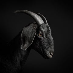 Randal Ford - Cabra Negra nº 1, Fotografía 2018, Impreso después de