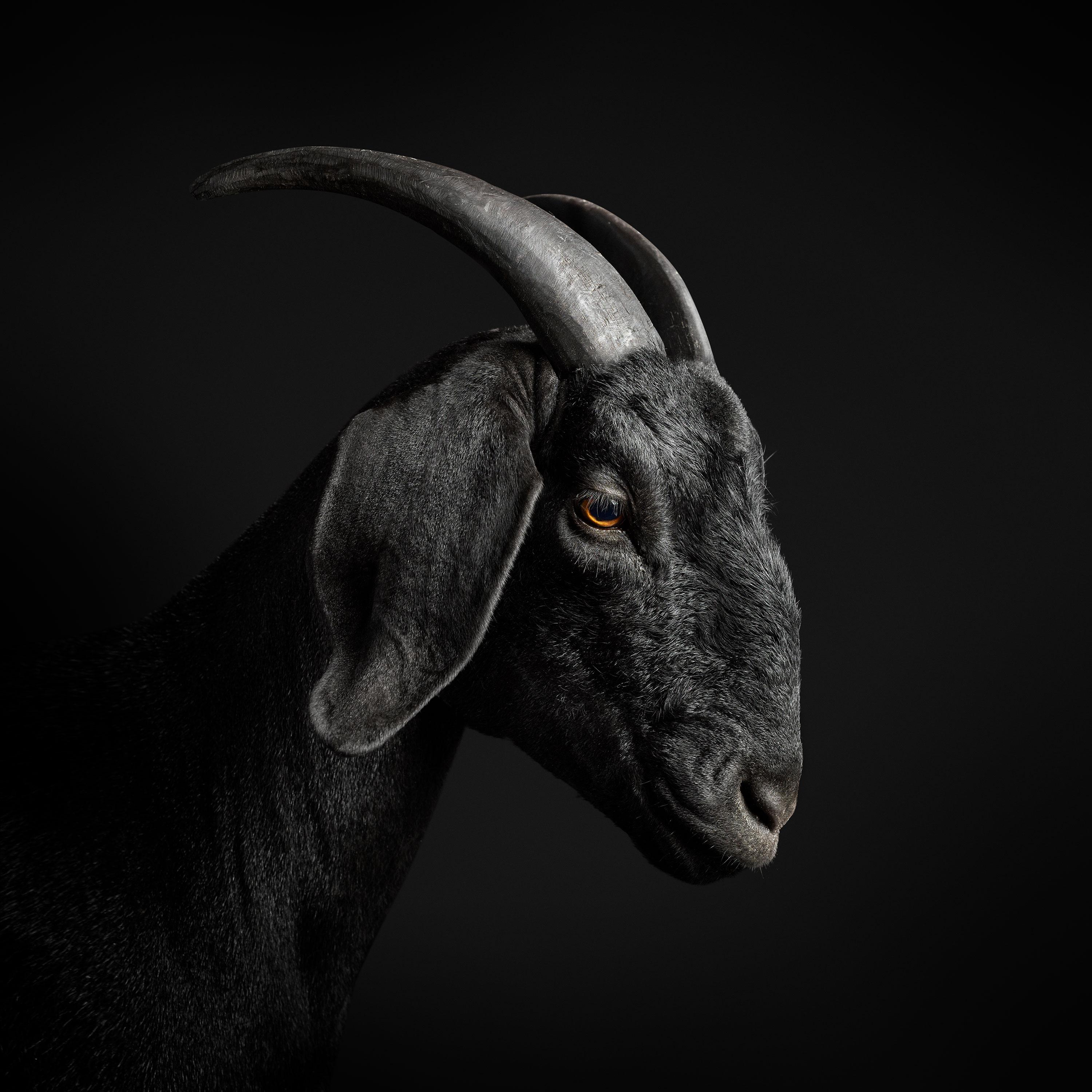 Randal Ford - Black Goat No. 1, Photography 2018, Printed After