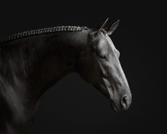 Randal Ford – Schwarzes Pferd Nr. 1, Fotografie 2018, Nachdruck