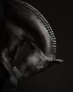 Randal Ford - Black Horse No. 4, Photography 2018, Printed After