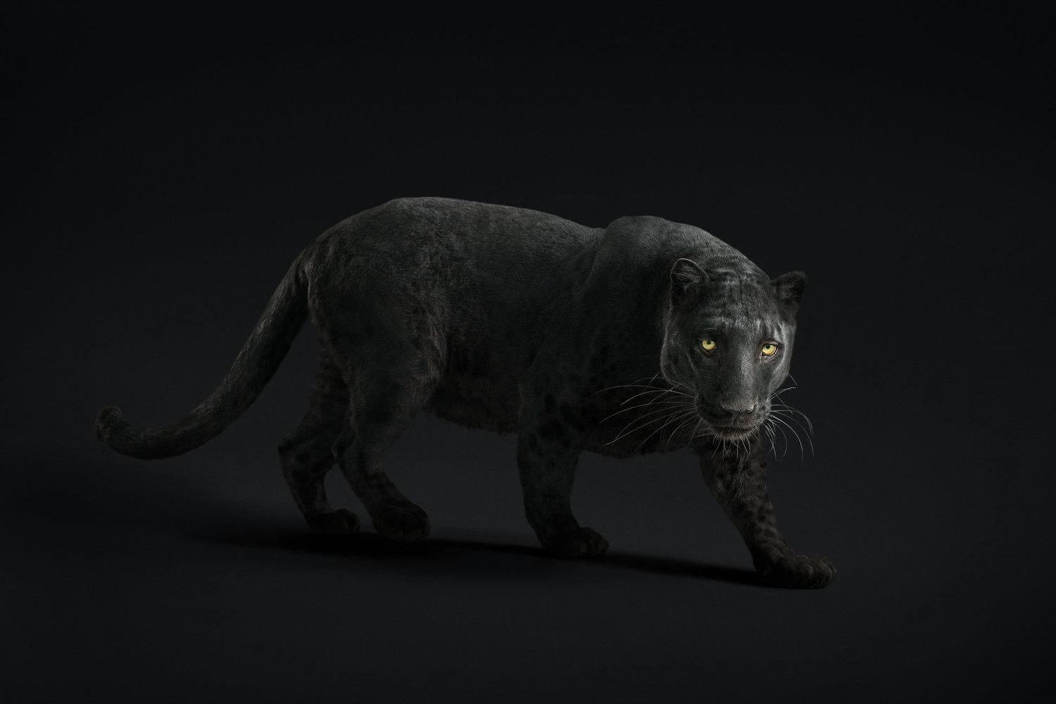 Randal Ford - Black Leopard #23, Photography 2018, Printed After