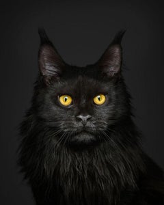 Randal Ford - Black Maine Coon on Black, Photography 2024, Printed After