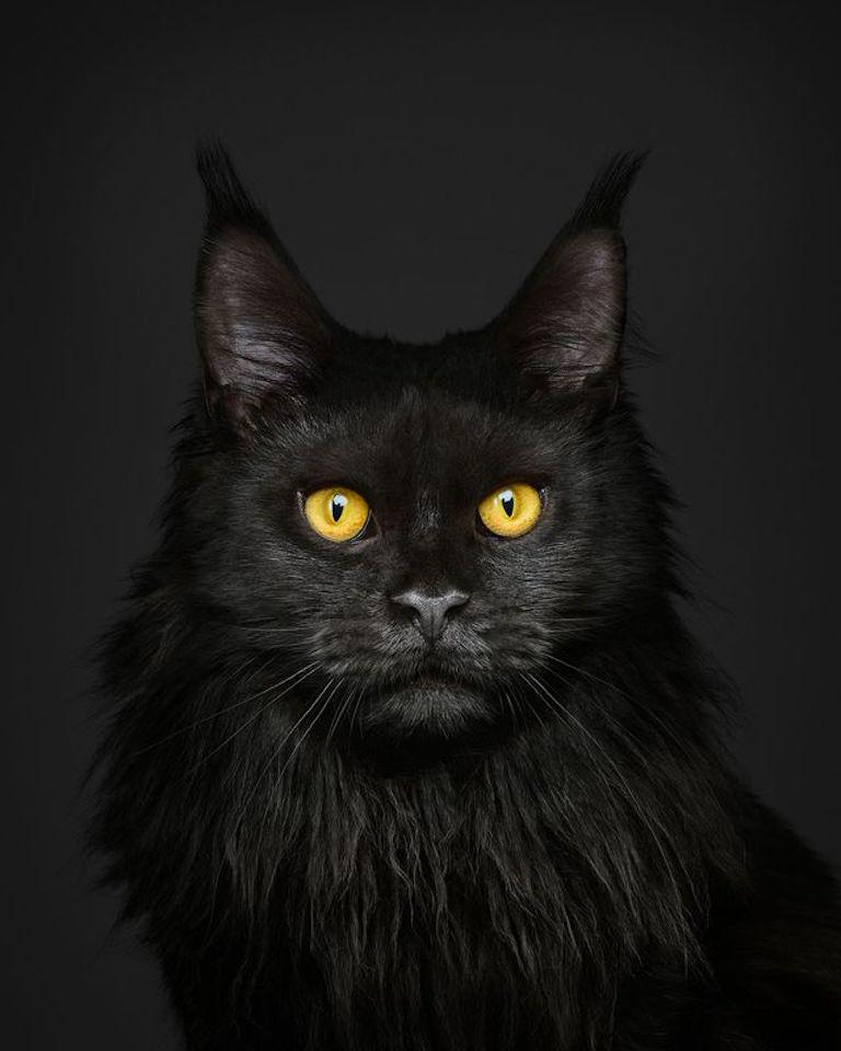 Randal Ford - Maine Coon on Black, photographie 2024, imprimée d
après